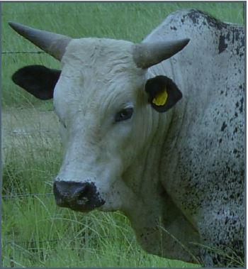 Nguni cow.
